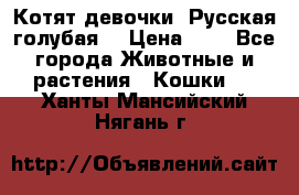 Котят девочки “Русская голубая“ › Цена ­ 0 - Все города Животные и растения » Кошки   . Ханты-Мансийский,Нягань г.